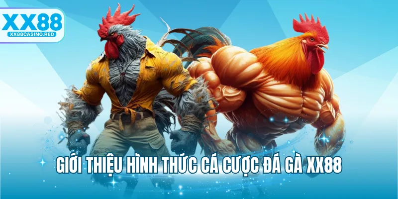 Giới thiệu hình thức cá cược đá gà XX88