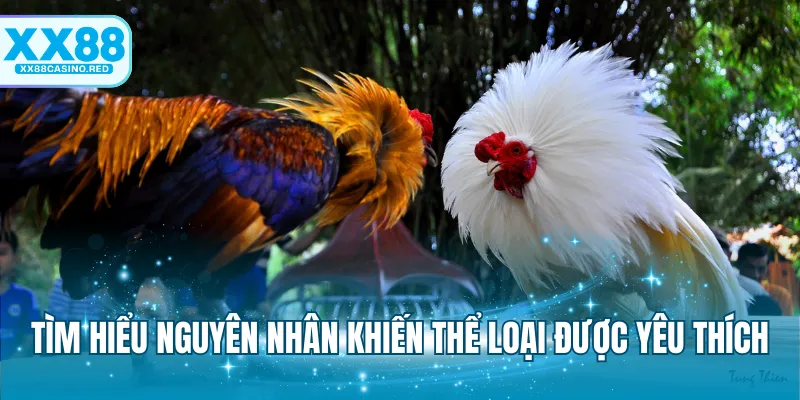 Đá Gà Trực Tiếp XX88 - Theo Dõi Chọi Kê Siêu Bùng Nổ 6 Tìm hiểu nguyên nhân khiến thể loại được yêu thích